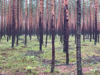 Obraz premium Pinetree forest in Poland.