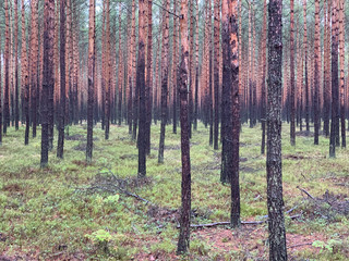 Pinetree forest in Poland.