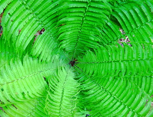 farn, blatt, natur, green, pflanze, wald, blatt, garden, laub, flora, wachstum, dekor, close up, baum, farnwedel, beschaffenheit, umwelt, tropisch, sommer, frühling, auflösungszeichen, botanik, frisch