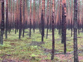 Pinetree forest in Poland.