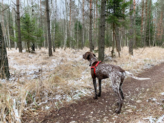 Dog in the forest.