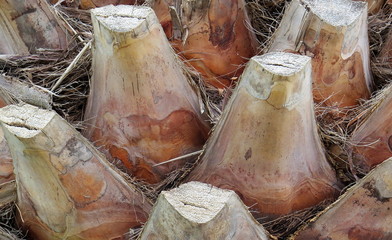 baum, handfl&auml;che, natur, braun, holz, bark, pflanze, essen, beschaffenheit, alt, kofferraum, tropisch, close up, aufl&ouml;sungszeichen, abtrocknen, dekor