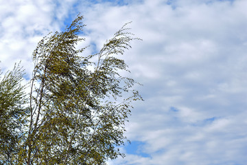 branch of tree with blue sky and clouds