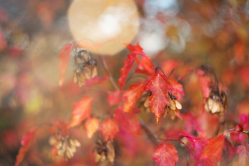 Unusually beautiful autumn card with bush branch in bright red leaves and yellow blurred bokeh