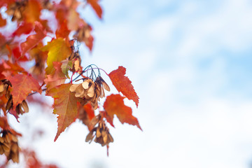 Beautiful autumn card with bush branch in bright fall red leaves on blue sky cloudy background