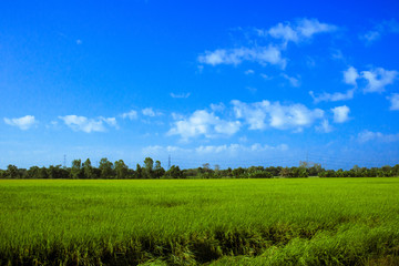 field of green grass and blue sky