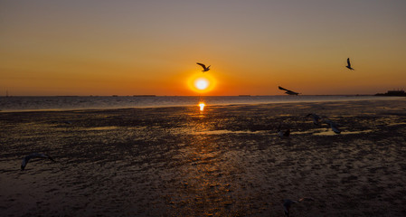 Seagull is flying beautifully with sunset landscape Of the summer sea
