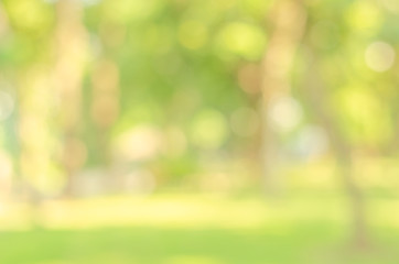 abstract bio green blur nature background trees lush foliage in the park at morning with sunlight.