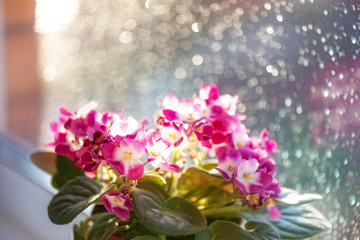 Potted Saintpaulia violet flower on blurred background window. African senpolia houseplant. Selective soft focus.