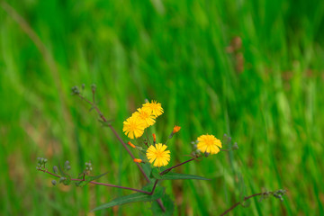 Lactuca indica in nature
