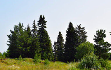 pine forest and blue sky