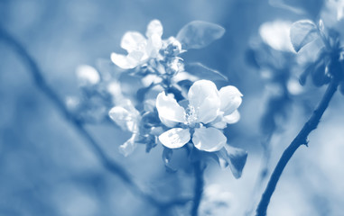 Beautiful blooming apple trees in spring park close up. toned in blue trend color of the year 2020