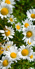 field of daisies