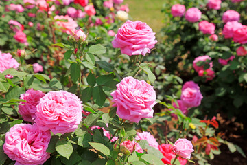 rose in the garden