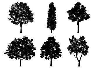 Beautiful collection tree silhouettes and cutting on a white background with clipping path.