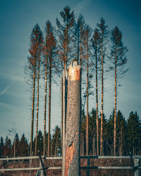Borkenk&auml;fer, tote B&auml;ume