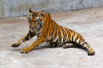 Close up rest tiger on cement floor in thailand