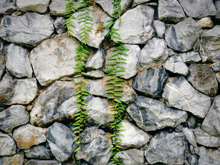 Full Frame Rock Wall with Green Climbing Ivy