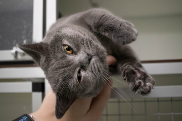 Cute British shorthair rescue cat in animal shelter waiting to be adopted - cuddling