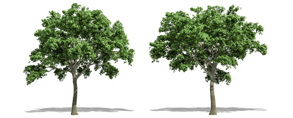 Beautiful Ulmus tree isolated and cutting on a white background with clipping path.