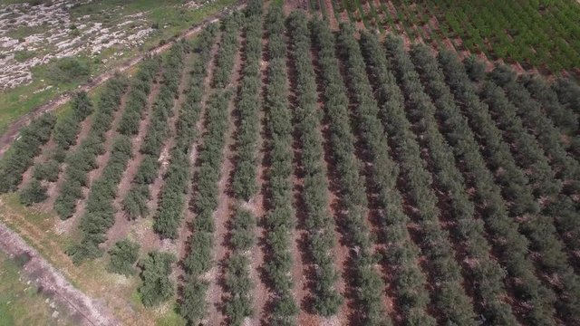 Aerial view on fields near Tel Hazor National Park. Israel. DJI-0003-07
