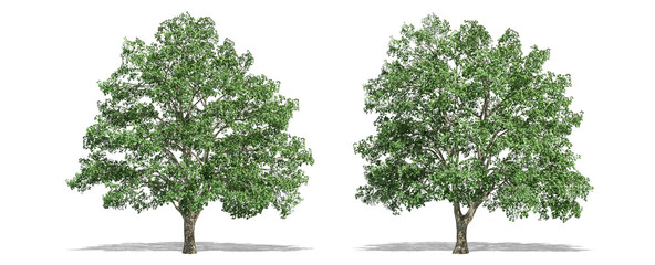 Beautiful Tilia tree isolated and cutting on a white background with clipping path.