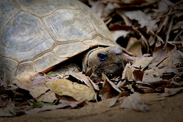 The Madagascan big-headed turtle (Erymnochelys madagascariensis) is a turtle native to the waters of permanent slow moving rivers and lakes in western Madagascar