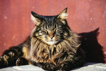 Calm long-haired tabby cat relaxing in the sun