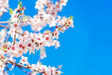 Pink blossoming almond tree on blue sky background