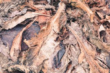 Dry leaves on the ground in spring.