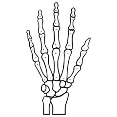 monochrome outline drawing of a human skeleton hand. x-ray, medicine, cartoon, illustration, halloween, anatomy, vector, illustration.