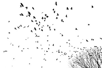 Silhouette of flying birds and tree isolated on white background.