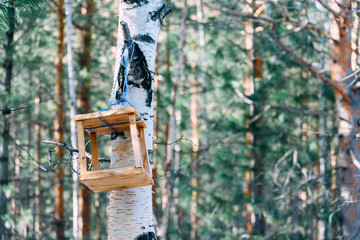 Wooden feeder for birds and squirrels hangs on tree in forest park in spring time.