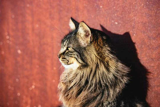 Pretty Long Haired Tabby Cat Over Red