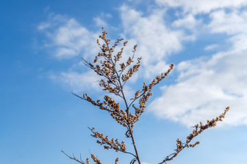 branches of tree