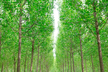 natural scenery of the poplar forest