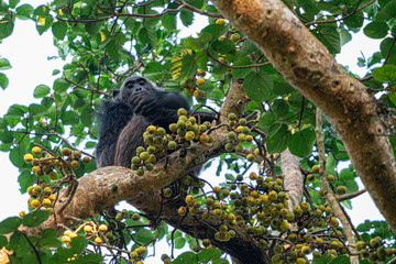 uganda kibale forest chimp chimpanzee