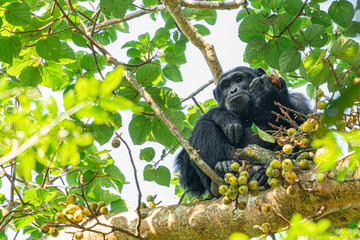 uganda kibale forest chimp chimpanzee