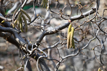 Branch of a tree. Tree trunk and branches closeup. Defocused curly bare branches with long yellow seeds at blurred background. Curved brown twigs of trees and shrubs. Natural wooden textures.