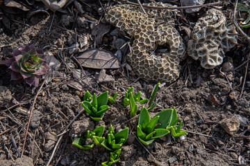 Young plant in soil. Top view of crocus plant bulbs sprouting from weathered brown soil of ground with grey stones and succulents. Fresh green plants on flowerbed. Spring backdrop with copy space.