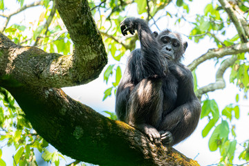 uganda kibale forest chimp chimpanzee
