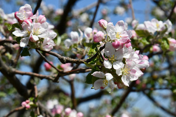 Blooming cherry tree in spring. Floral  backdrop of beautiful cherry blossoms on blurry background of blue sky. White pink flowers closeup. Sakura tree in bloom. Orchard in springtime.