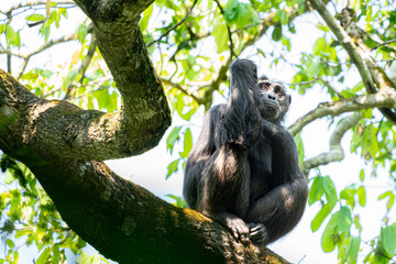 uganda kibale forest chimp chimpanzee