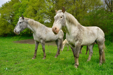 Obraz na płótnie Canvas Deux chevaux percherons gris dans la verdure, France