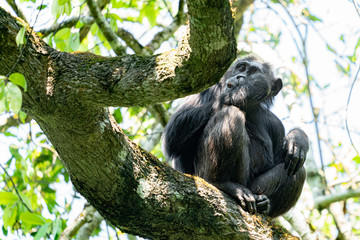 uganda kibale forest chimp chimpanzee