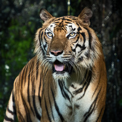Fototapeta na wymiar The tiger is looking for food in the forest. (Panthera tigris corbetti) in the natural habitat, wild dangerous animal in the natural habitat, in Thailand.