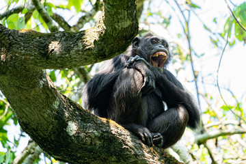 uganda kibale forest chimp chimpanzee