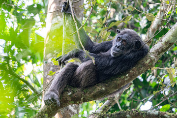 uganda kibale forest chimp chimpanzee
