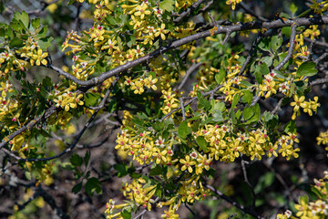 Leaves of a tree in spring. Lush foliage textures of blooming bushes covered with small yellow blossoms and green leaves. Tree branches with yellow flowers and red middles. Gardening