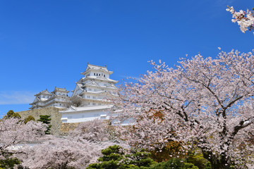 満開の桜と姫路城 © s_fukumura